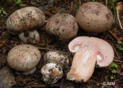 장미주름버섯 (Agaricus subfloccosus (J.E. Lange) Hlavacek)
