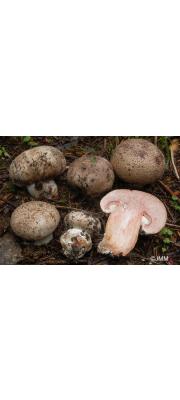 장미주름버섯 (Agaricus subfloccosus (J.E. Lange) Hlavacek)