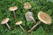 점비늘땀버섯 (Inocybe curvipes P. Karst.  > Inocybe lanuginella (Schroet.) Konr. & Maubl.)