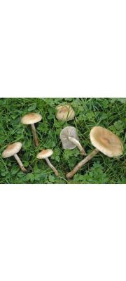 점비늘땀버섯 (Inocybe curvipes P. Karst.  > Inocybe lanuginella (Schroet.) Konr. &amp; Maubl.)