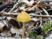 벨벳노랑난버섯 (쑥냄새난버섯) (Pluteus flavofuligineus G.F. Atk.)