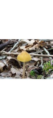 벨벳노랑난버섯 (쑥냄새난버섯) (Pluteus flavofuligineus G.F. Atk.)