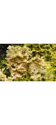 이빨버섯 (Radulomyces confluens (Fr.) Christ.  > Cerocorticium confluens (Fr.) Jül. &amp; Stalp.(덩이납고약버섯))