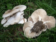 직립배꼽버섯아재비 (Melanoleuca substrictipes Kühn.)