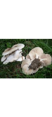 직립배꼽버섯아재비 (Melanoleuca substrictipes Kühn.)