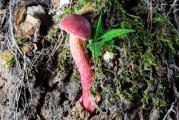 일본연지그물버섯 (Heimioporus japonicus (Hongo) Horak  > Heimiella japonica Hongo)