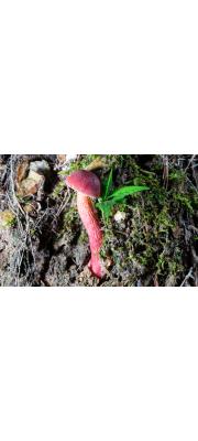 일본연지그물버섯 (Heimioporus japonicus (Hongo) Horak  > Heimiella japonica Hongo)