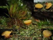 노란접시주발버섯 (Pezicula acercicola (Peck) Sacc.)