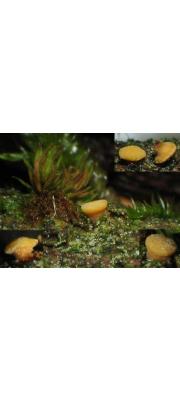 노란접시주발버섯 (Pezicula acercicola (Peck) Sacc.)