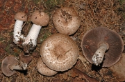 숲주름버섯 (Agaricus silvaticus Schaeff.)