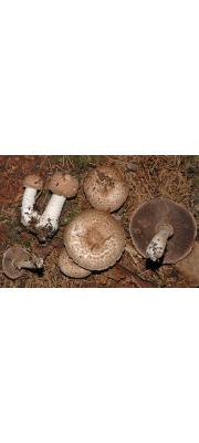 숲주름버섯 (Agaricus silvaticus Schaeff.)