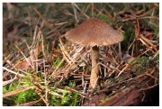 가루땀버섯 (Inocybe flocculosa (Berk.) Sacc.  > Inocybe flocculosa var. flocculosa  > Inocybe flocculosa var. crocifolia (Herink) Kuyper)