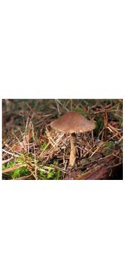 가루땀버섯 (Inocybe flocculosa (Berk.) Sacc.  > Inocybe flocculosa var. flocculosa  > Inocybe flocculosa var. crocifolia (Herink) Kuyper)