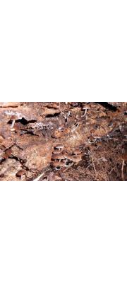 호도난버섯 (Pluteus floridanus Murr.)