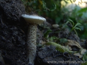 모래배꼽버섯(백합배꼽버섯, 흑얼룩배꼽버섯) (Melanoleuca verrucipes (Fr.) Sing.)
