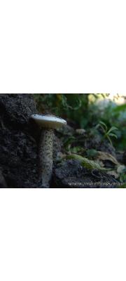 모래배꼽버섯(백합배꼽버섯, 흑얼룩배꼽버섯) (Melanoleuca verrucipes (Fr.) Sing.)