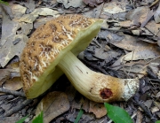 흑변모래그물버섯 (Leccinellum crocipodium (Letell.) Della Magg. & Trass. > Leccinum nigrescens Sing.)