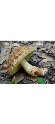 흑변모래그물버섯 (Leccinellum crocipodium (Letell.) Della Magg. &amp; Trass. > Leccinum nigrescens Sing.)