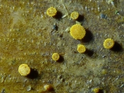 딸기접시주발버섯 (Pezicula rubi (Lib.) Niessl)
