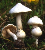 애기흰땀버섯(보라땀버섯) (Inocybe geophylla (Fr.) P. Kumm. var. geophylla  > Inocybe geophylla (Fr.) P. Kumm. > Inocybe geophylla var. lilacina Gill.)