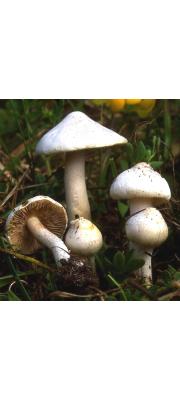 애기흰땀버섯(보라땀버섯) (Inocybe geophylla (Fr.) P. Kumm. var. geophylla  > Inocybe geophylla (Fr.) P. Kumm. > Inocybe geophylla var. lilacina Gill.)