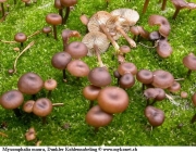 점액솔밭버섯(회점액솔밭버섯) (Myxomphalia maura (Fr.) Hora  > Omphalia maura (Fr.) Gill.)