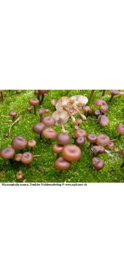 점액솔밭버섯(회점액솔밭버섯) (Myxomphalia maura (Fr.) Hora  > Omphalia maura (Fr.) Gill.)