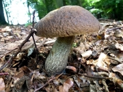 회색모래그물버섯 (Leccinellum griseum (Quél) Bres. & M. Binder  > Leccinum griseum (Quél.) Sing.(회색껄껄이그물버섯))