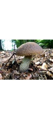 회색모래그물버섯 (Leccinellum griseum (Quél) Bres. &amp; M. Binder  > Leccinum griseum (Quél.) Sing.(회색껄껄이그물버섯))