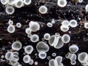 회색넓적살갗버섯 (Pyrenopeziza benesuada (Tul.) Gremm. > Mollisia benesuada (Tul.) Phill.)