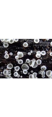 회색넓적살갗버섯 (Pyrenopeziza benesuada (Tul.) Gremm. > Mollisia benesuada (Tul.) Phill.)