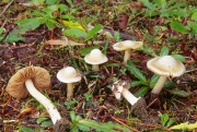 줄무늬땀버섯 (Inocybe grammata Quél.& Le Bret)
