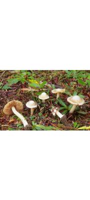 줄무늬땀버섯 (Inocybe grammata Quél.&amp; Le Bret)