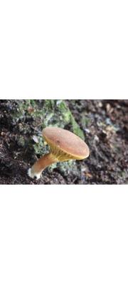 노란길민그물버섯(회갈색민그물버섯, 청변민그물버섯) (Phylloporus bellus (Mass.) Corner  > Phylloporus bellus var. cyanescens Corner)