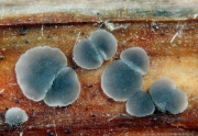 말림넓적살갗버섯(말림연한살갗버섯,흰만두피버섯) (Pyrenopeziza revincta (P. Karst.) Gremm. > Mollisia revincta (Karst.) Rehm)