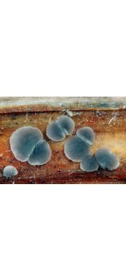 말림넓적살갗버섯(말림연한살갗버섯,흰만두피버섯) (Pyrenopeziza revincta (P. Karst.) Gremm. > Mollisia revincta (Karst.) Rehm)