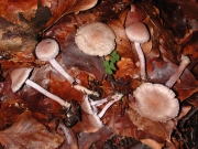 회보라땀버섯 (Inocybe griceolilacina Lange)