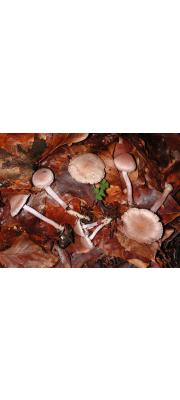 회보라땀버섯 (Inocybe griceolilacina Lange)
