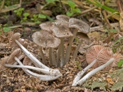 털난버섯(꼬마난버섯) (Pluteus hispidulus (Fr.) Gillet)