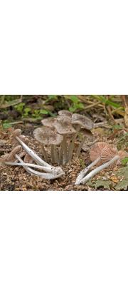 털난버섯(꼬마난버섯) (Pluteus hispidulus (Fr.) Gillet)
