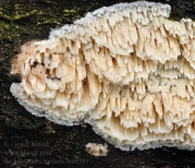 긴이빨버섯(큰이빨버섯) (Radulomyces molaris (Chaillet. ex Fr.) Christ.  > Basidioradulum molare (Fr.) Furu. (큰이빨버섯))