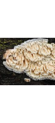 긴이빨버섯(큰이빨버섯) (Radulomyces molaris (Chaillet. ex Fr.) Christ.  > Basidioradulum molare (Fr.) Furu. (큰이빨버섯))