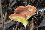 붉은민그물버섯 (Phylloporus rhodoxanthus (Schw.) Bres)