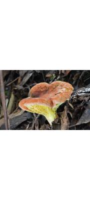 붉은민그물버섯 (Phylloporus rhodoxanthus (Schw.) Bres)