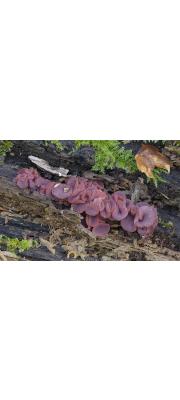 짧은대꽃잎버섯 (Ascocoryne cylichnium (Tul.) Korf)