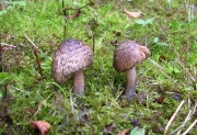 자수정땀버섯 (Inocybe haemacta (Berk. & Cooke) Sacc.)