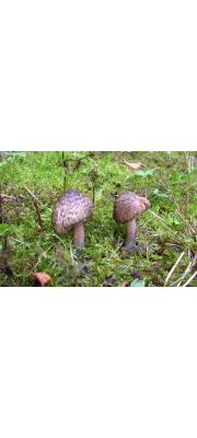 자수정땀버섯 (Inocybe haemacta (Berk. &amp; Cooke) Sacc.)