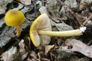 노랑난버섯 (Pluteus leoninus (Schaeff.) P. Kumm.)