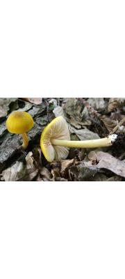노랑난버섯 (Pluteus leoninus (Schaeff.) P. Kumm.)