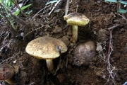 먼지헛그물버섯(먼지산그물버섯,먼지기생그물버섯) (Pseudoboletus astraeicola (Imaz.) Sutara  > Xerocomus astraeicola Imaz.)